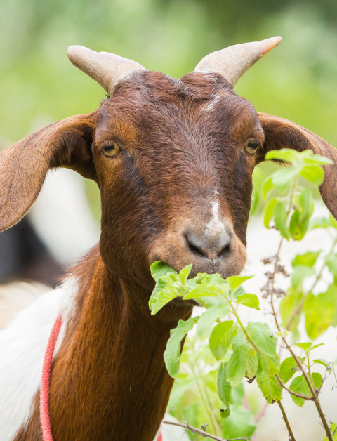 goat farming